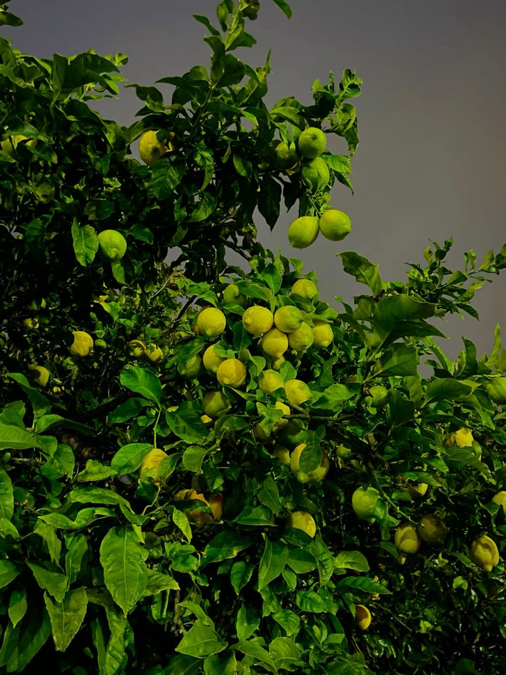 Lemon / લીંબુ