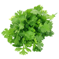Coriander / ધાણા