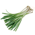 Green Garlic / લીલું લસણ