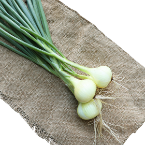 Green Onions / લીલા કાંદા