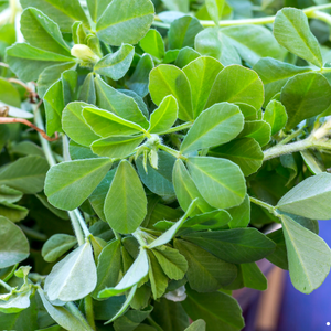 Two Fenugreek Leaves / બે પાન મેથી